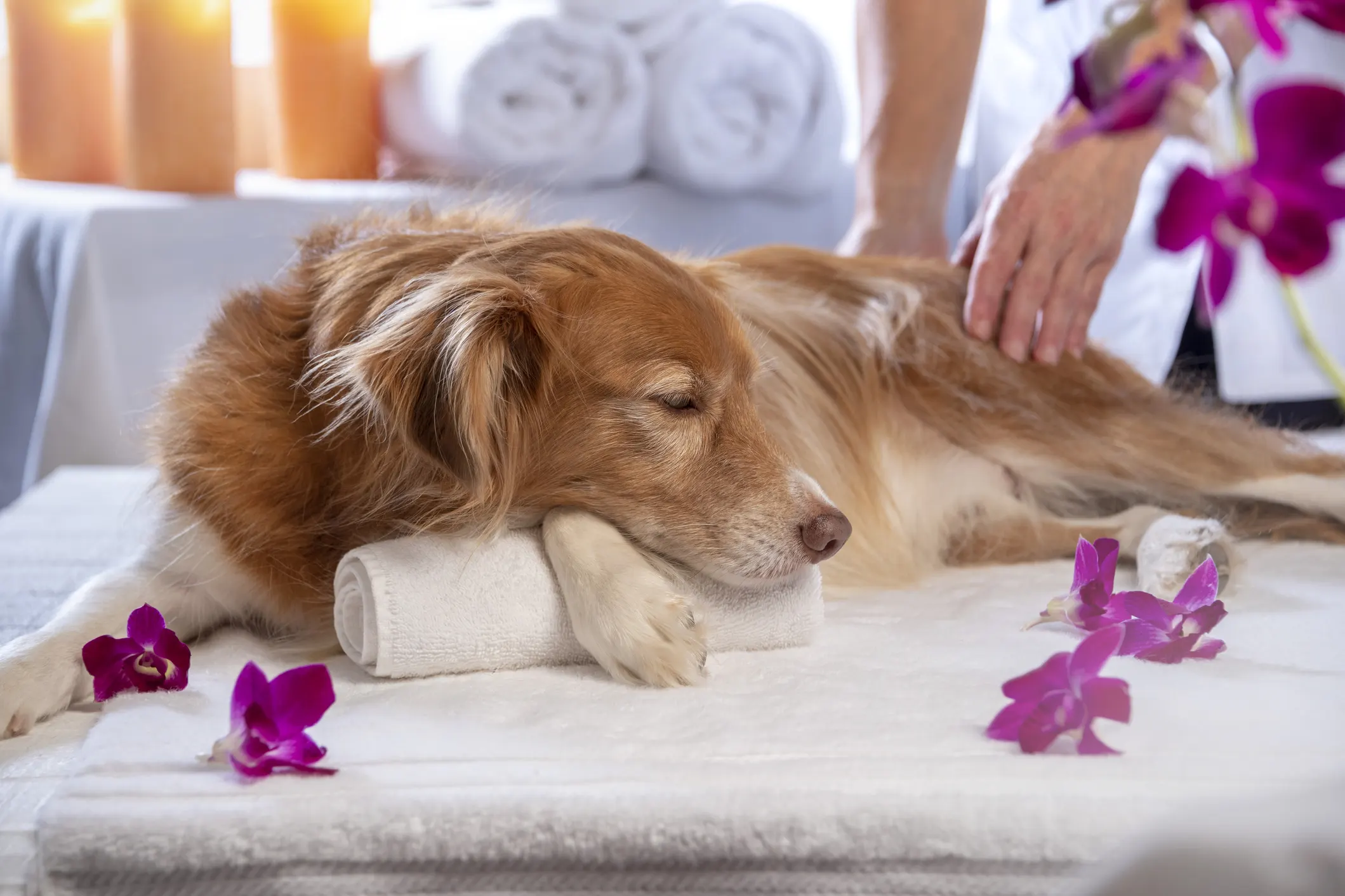 Pamper Your Pooch - Inside Prescott's Premier Kynologické služby Resort & Spa