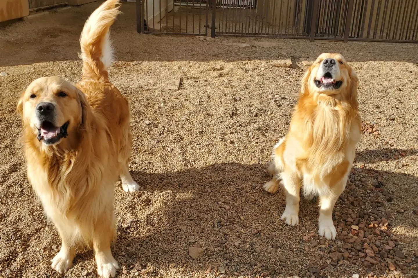 Dog Boarding Facility in Prescott Arizona