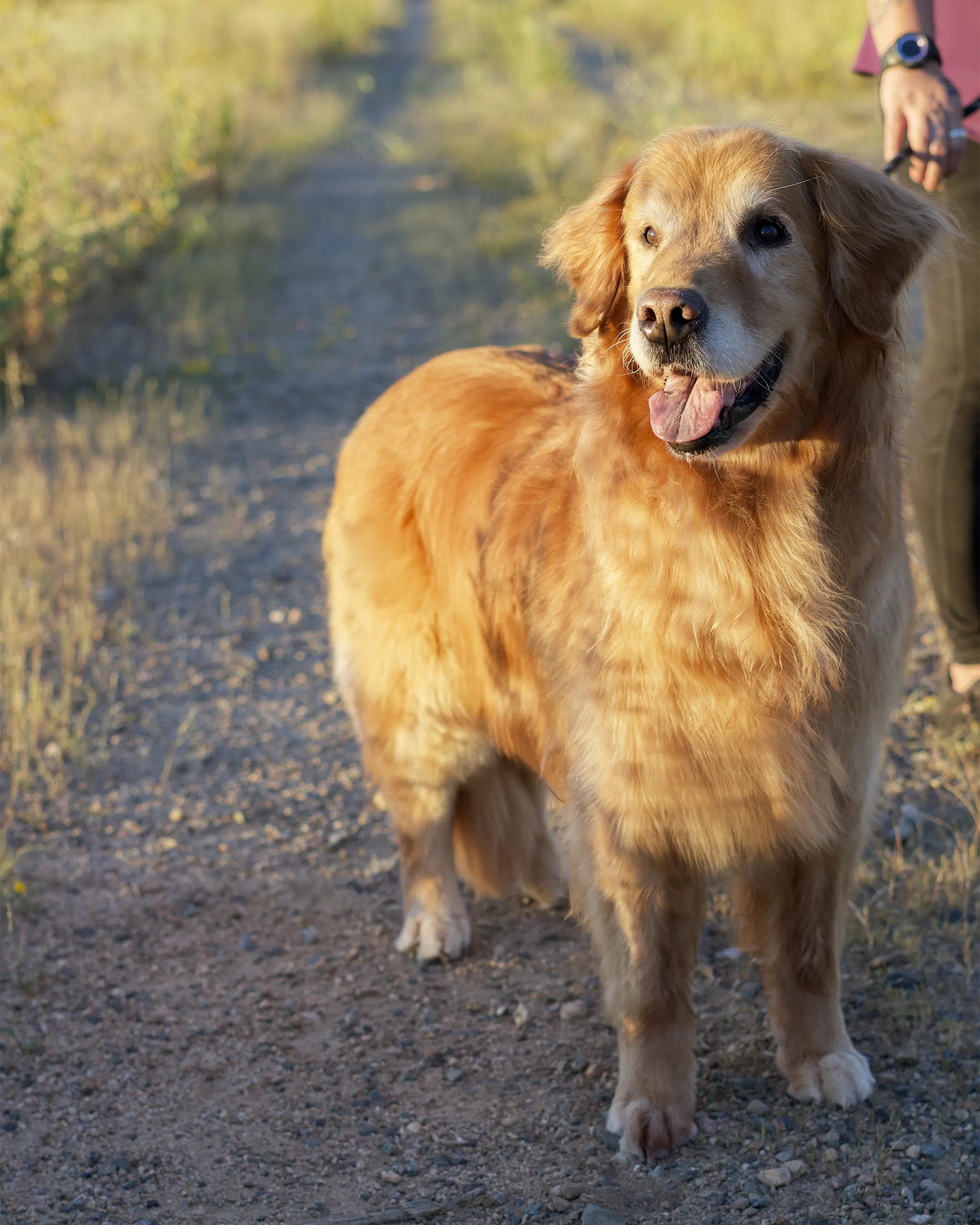 Dog Hikes in Prescott